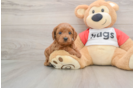 Smart Cavapoo Poodle Mix Pup