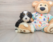 7 week old Cavapoo Puppy For Sale - Simply Southern Pups