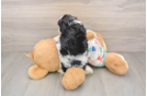 Little Cavipoo Poodle Mix Puppy