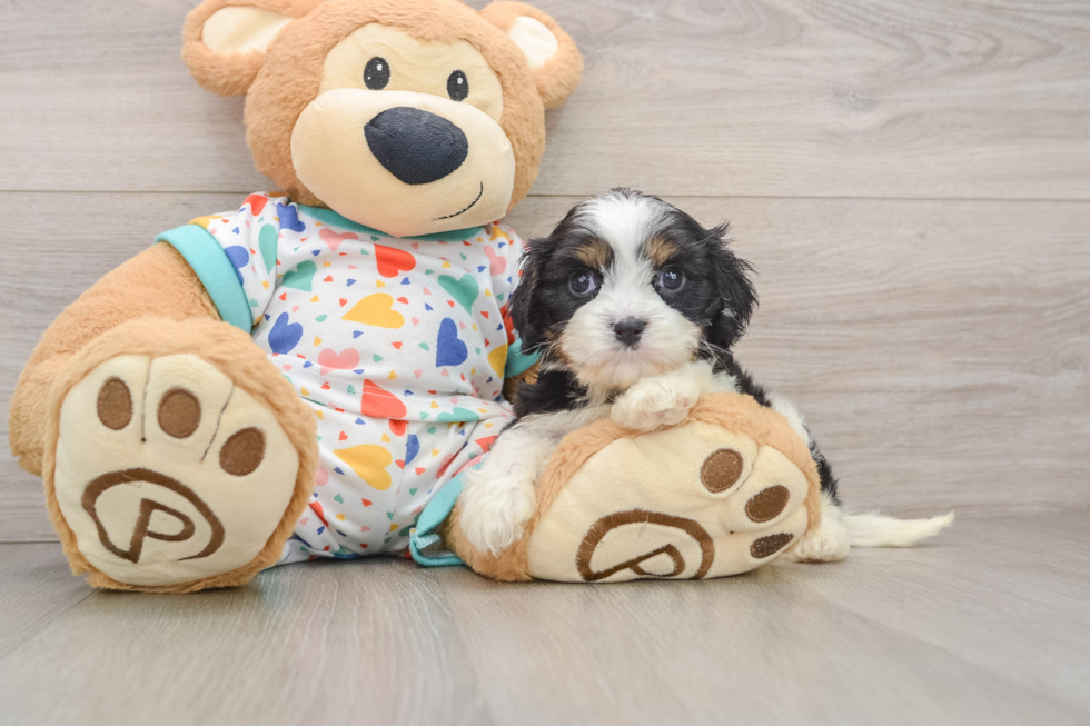 Cavapoo Puppy for Adoption