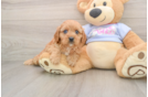Cavapoo Pup Being Cute