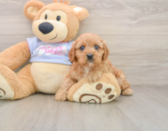 8 week old Cavapoo Puppy For Sale - Simply Southern Pups