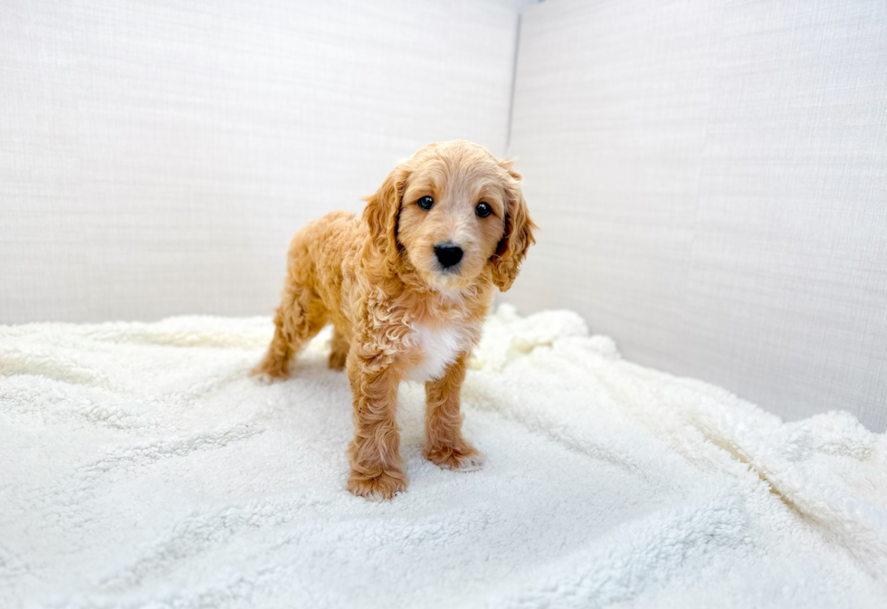 Cute Cavipoo Poodle Mix Puppy