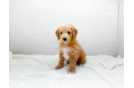 Cute Cavapoo Poodle Mix Pup