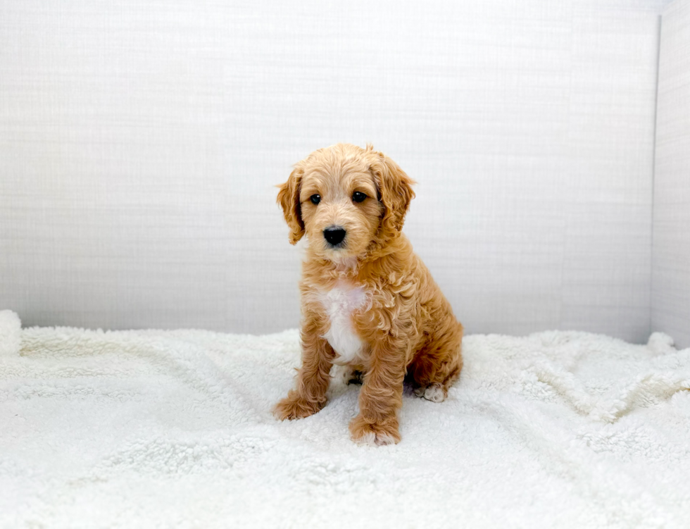 Cute Cavapoo Poodle Mix Pup