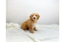 Cute Cavadoodle Poodle Mix Puppy