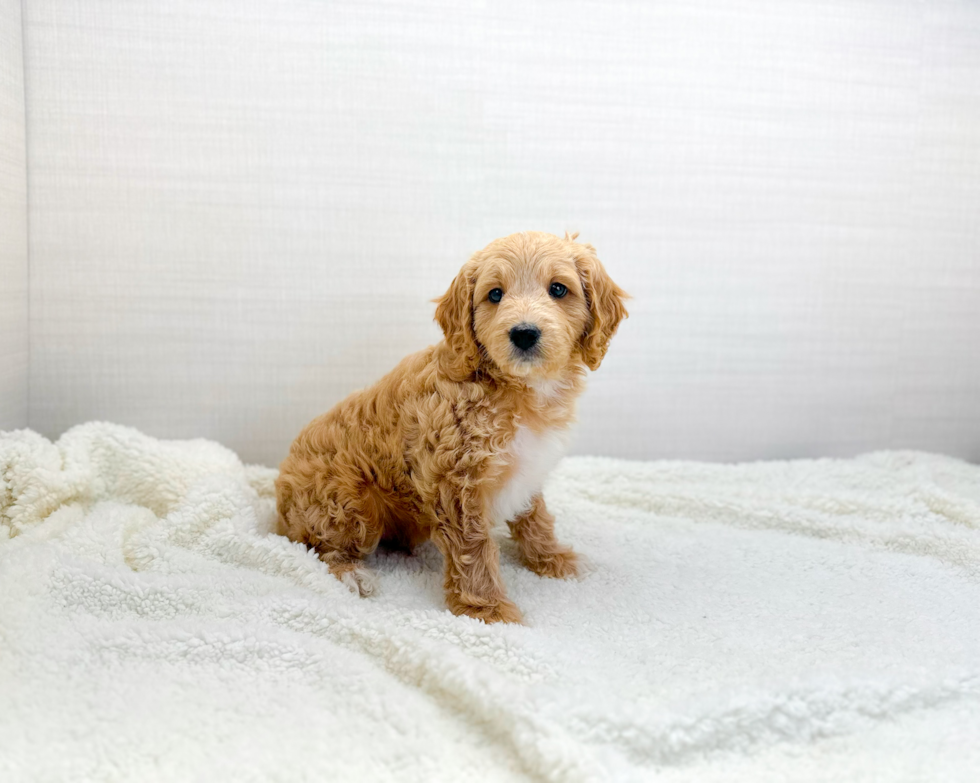 Cute Cavadoodle Poodle Mix Puppy