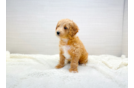 Cute Cavapoo Baby