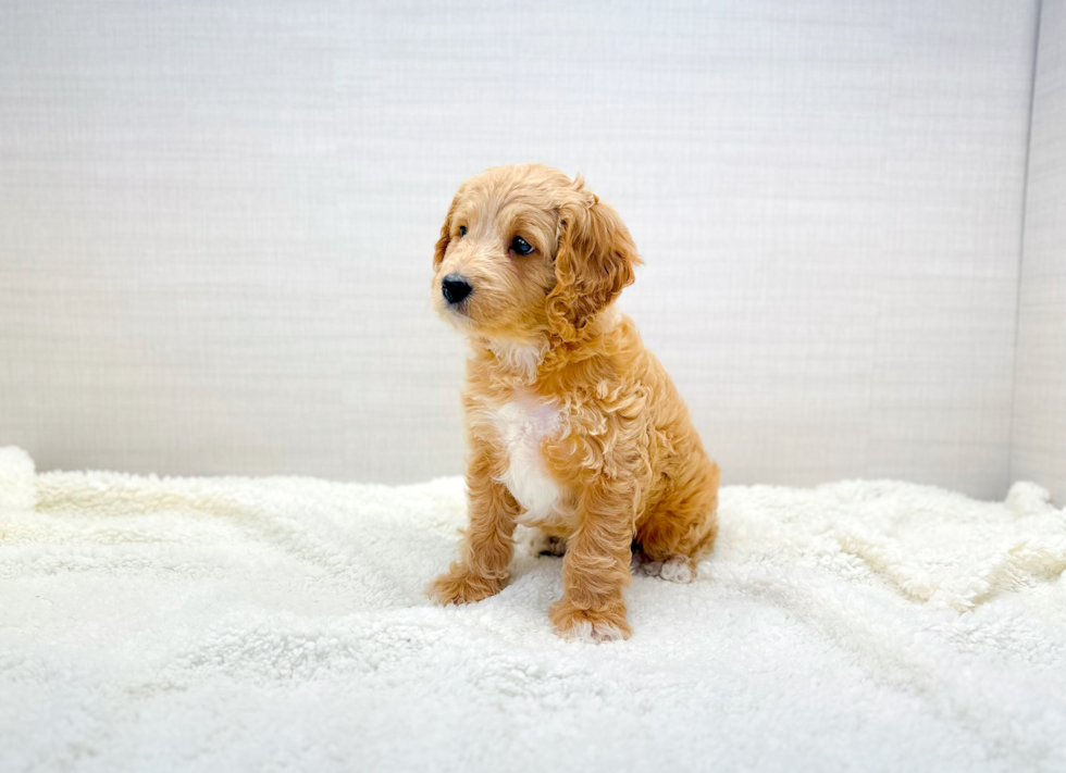 Cute Cavapoo Baby