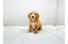 Cavapoo Pup Being Cute