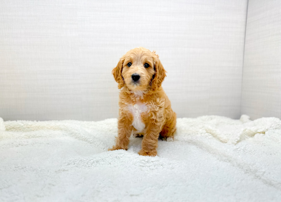 Cavapoo Pup Being Cute