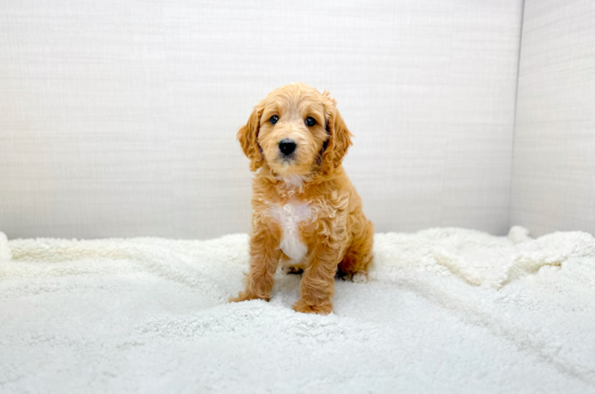 Cavapoo Pup Being Cute