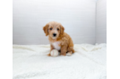 Best Cavapoo Baby