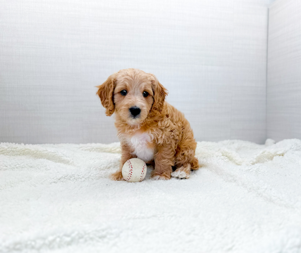 Best Cavapoo Baby