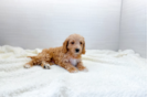 Cute Cavapoodle Poodle Mix Puppy