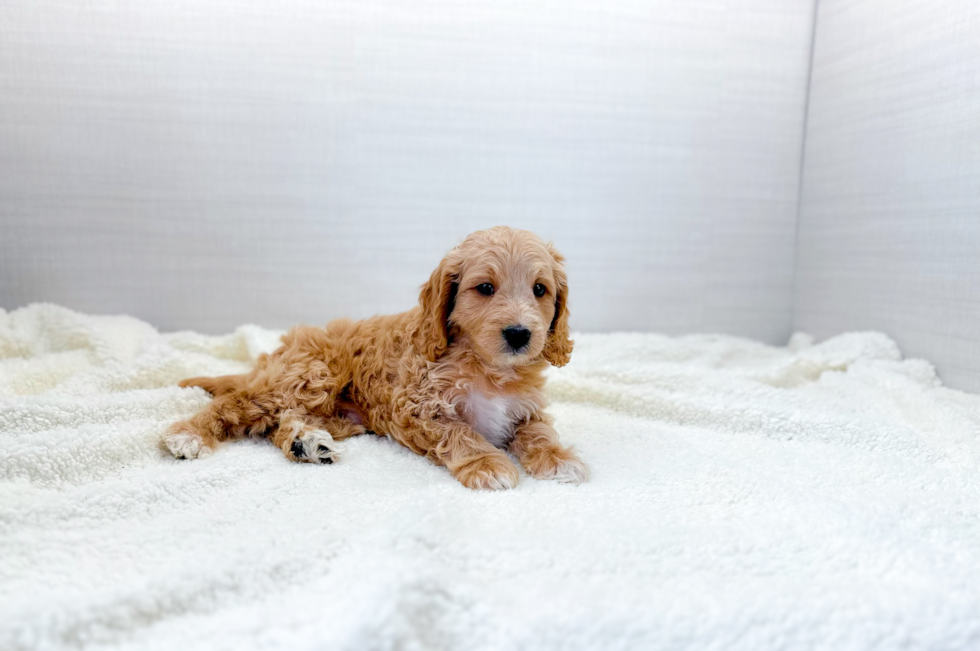 Cute Cavapoodle Poodle Mix Puppy