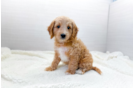 Cavapoo Pup Being Cute