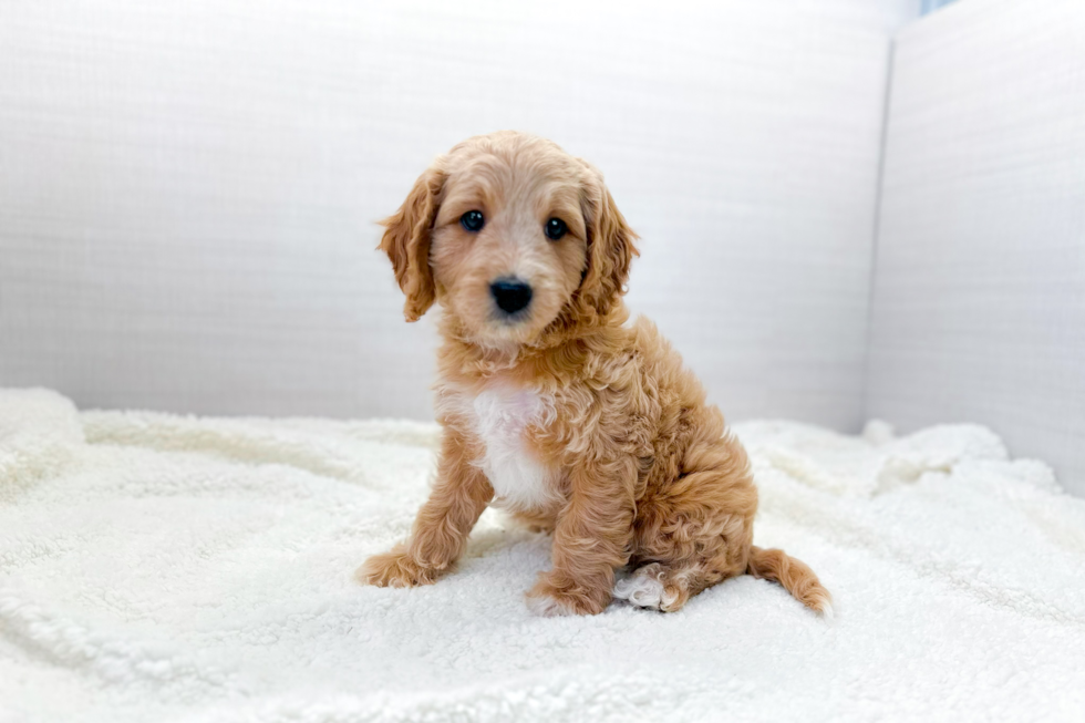 Cavapoo Pup Being Cute