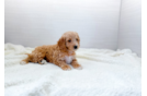 Cute Cavapoo Baby