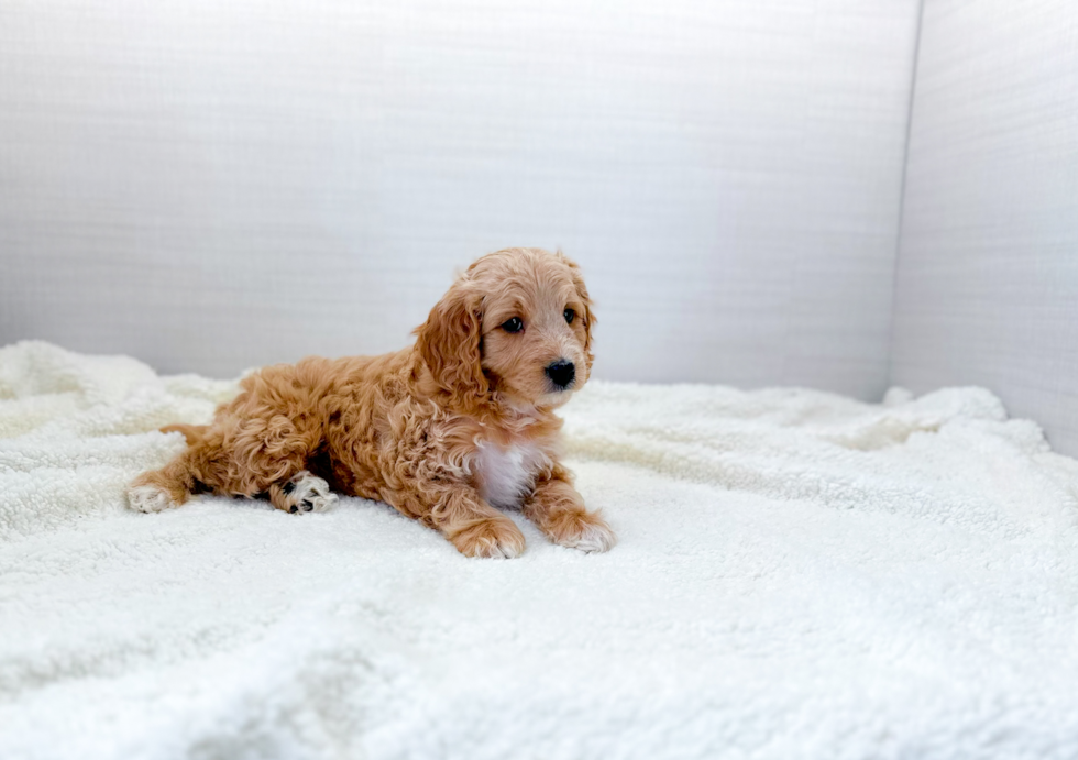 Cute Cavapoo Baby