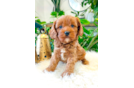 Best Cavapoo Baby