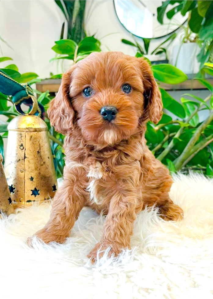 Best Cavapoo Baby