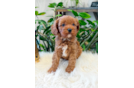Cute Cavapoo Poodle Mix Pup