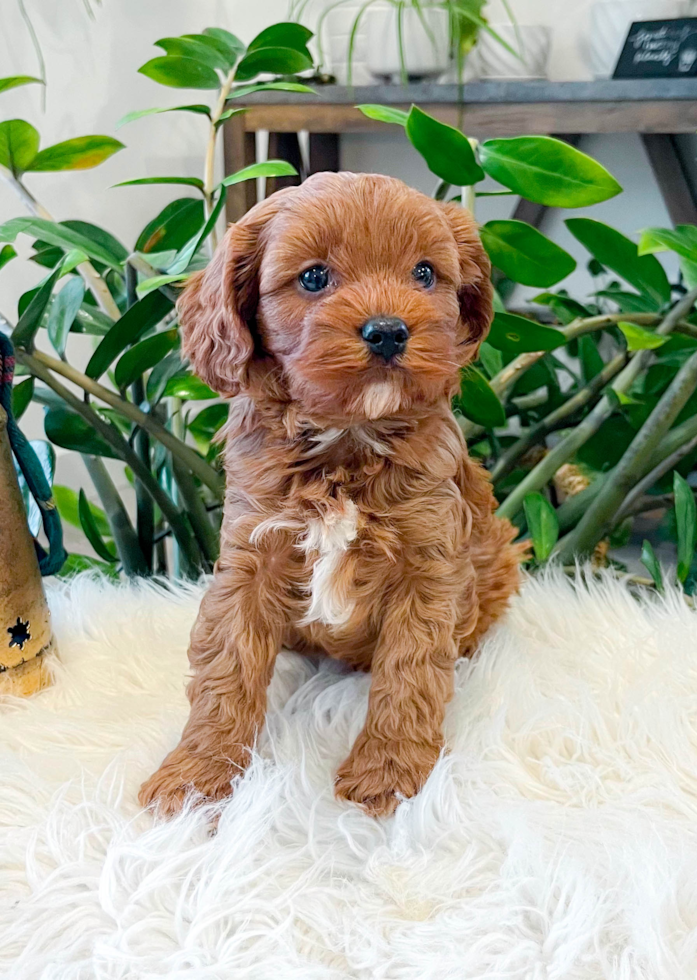 Cute Cavapoo Poodle Mix Pup