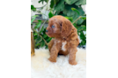 Best Cavapoo Baby