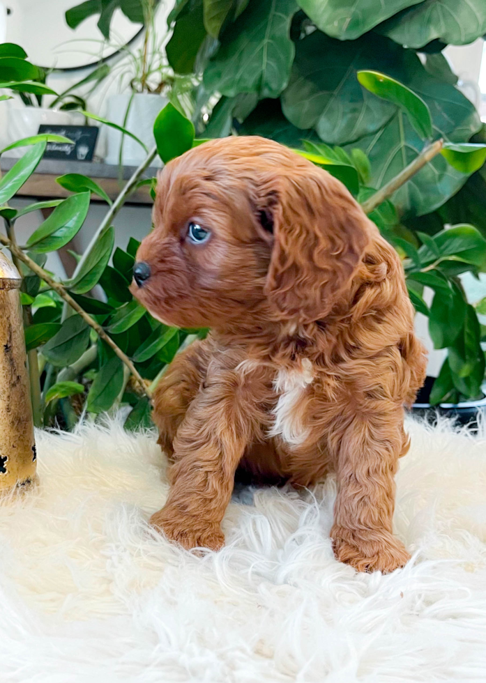 Best Cavapoo Baby
