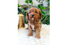 Cavapoo Puppy for Adoption