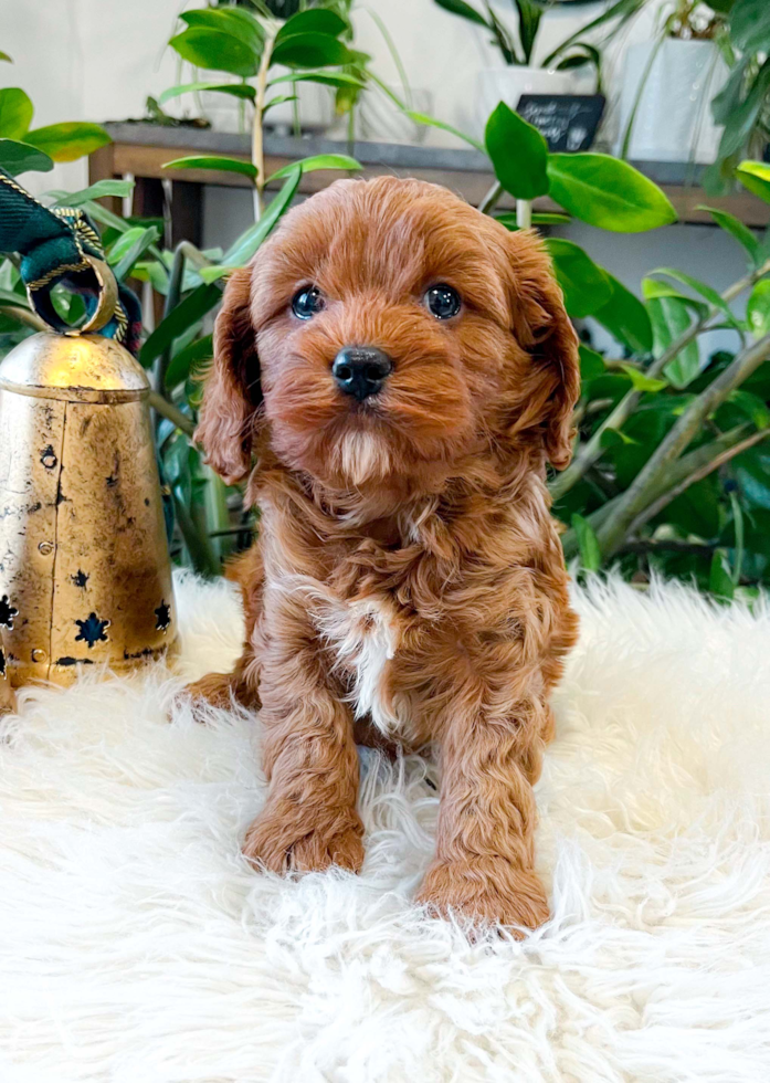 Cavapoo Puppy for Adoption