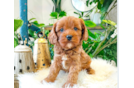 Cute Cavalier King Charles Spaniel and Poodle Mix Poodle Mix Puppy