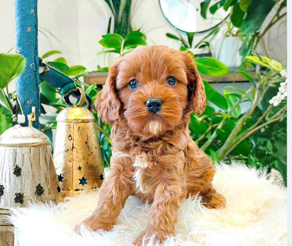 Cute Cavalier King Charles Spaniel and Poodle Mix Poodle Mix Puppy
