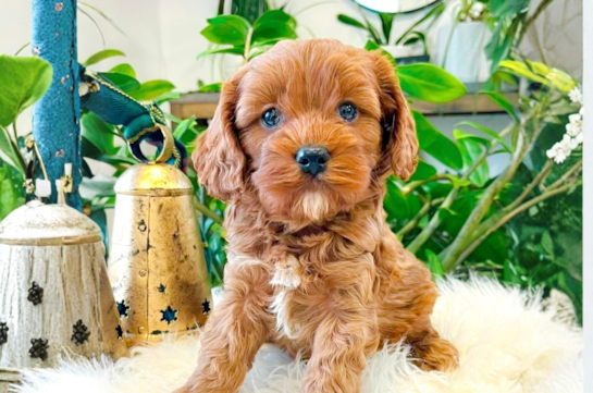 Cute Cavalier King Charles Spaniel and Poodle Mix Poodle Mix Puppy