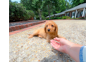 Best Cavapoo Baby