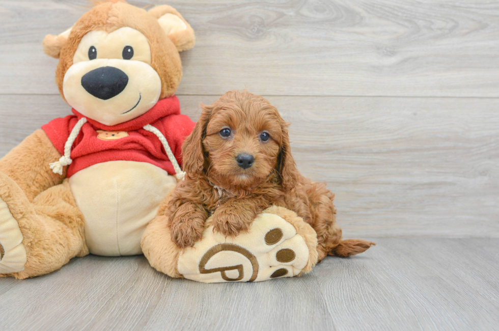 8 week old Cavapoo Puppy For Sale - Simply Southern Pups