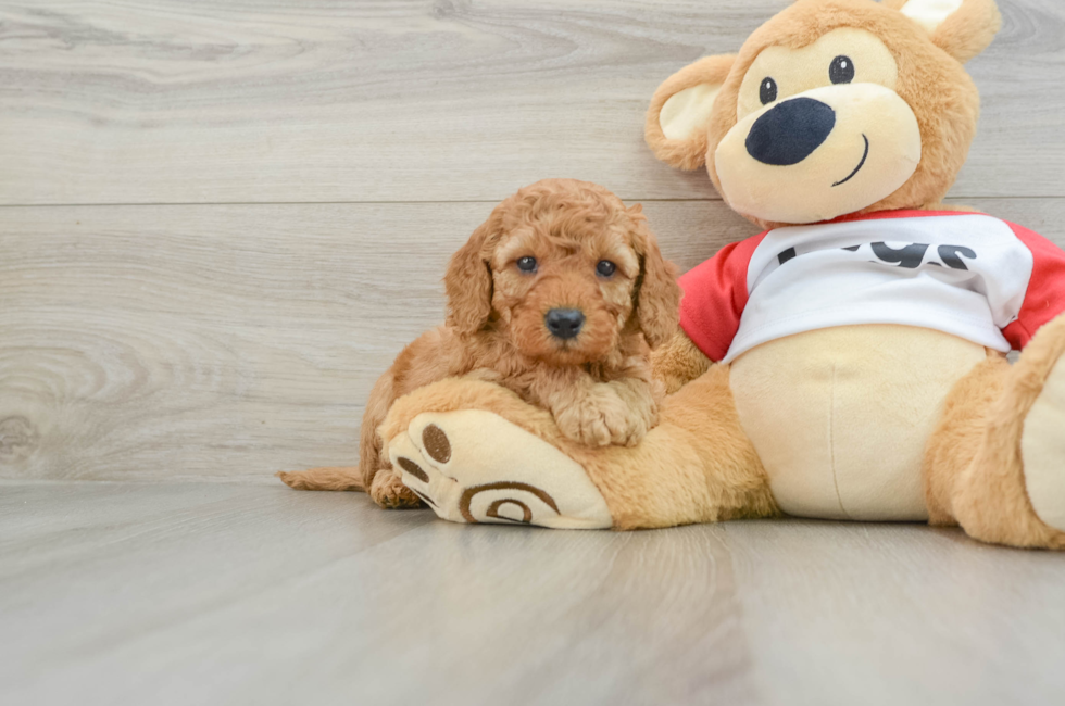 5 week old Cavapoo Puppy For Sale - Simply Southern Pups