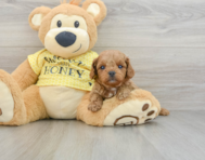 8 week old Cavapoo Puppy For Sale - Simply Southern Pups