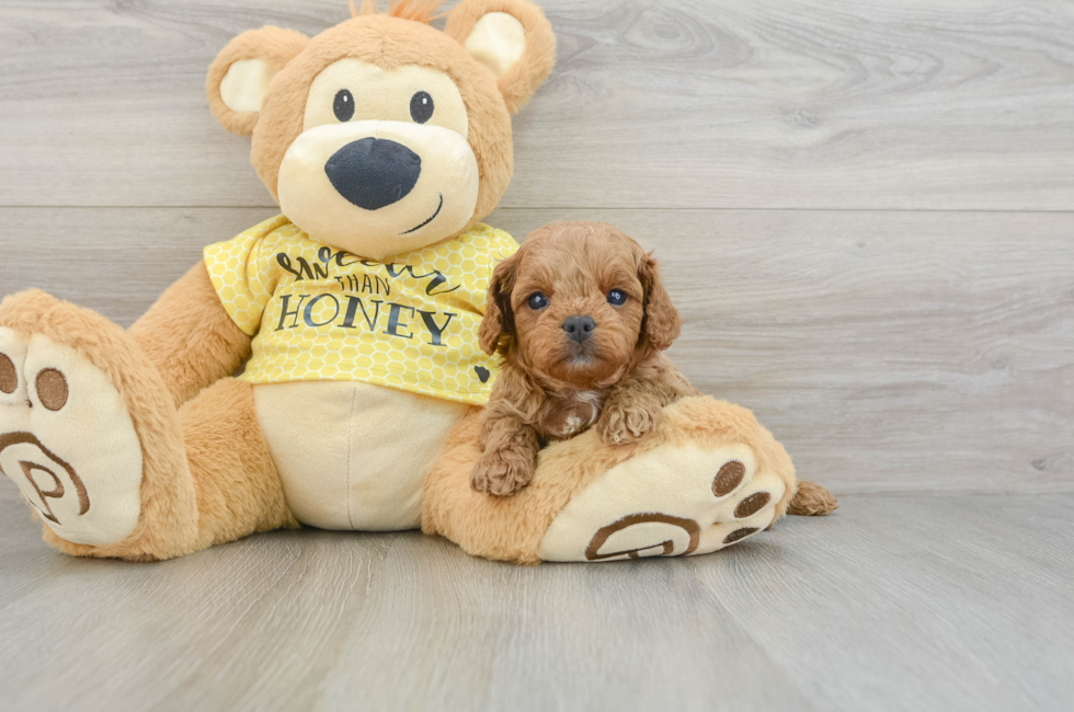 6 week old Cavapoo Puppy For Sale - Simply Southern Pups