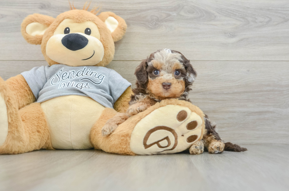 6 week old Cavapoo Puppy For Sale - Simply Southern Pups