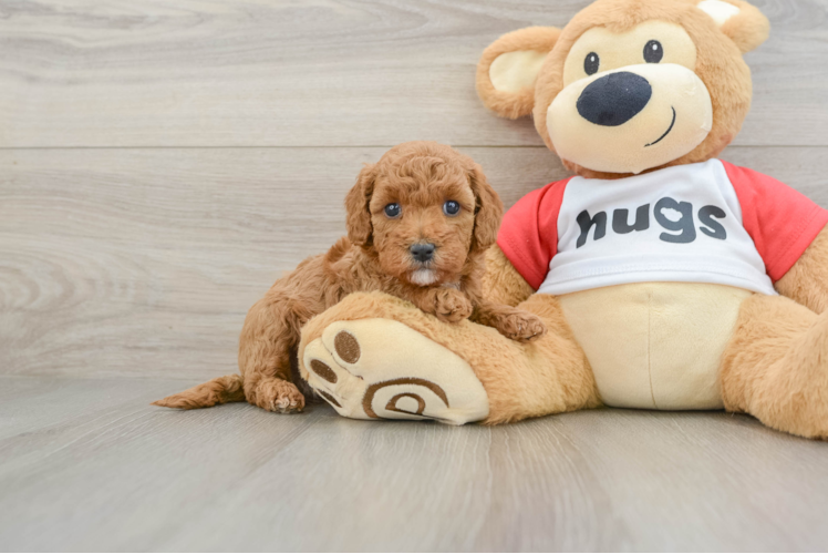 Cavapoo Pup Being Cute