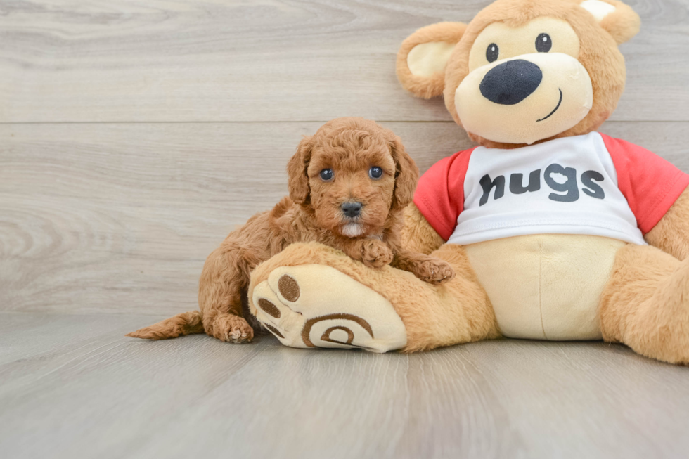 Cavapoo Pup Being Cute