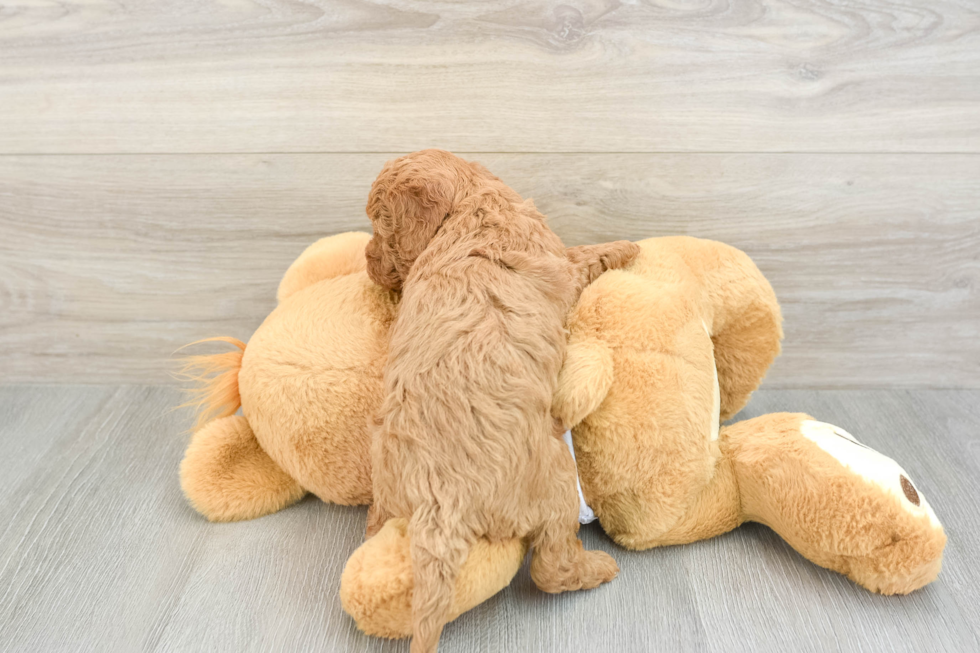 Smart Cavapoo Poodle Mix Pup