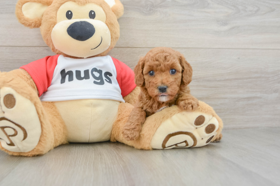 Energetic Cavoodle Poodle Mix Puppy