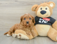 8 week old Cavapoo Puppy For Sale - Simply Southern Pups