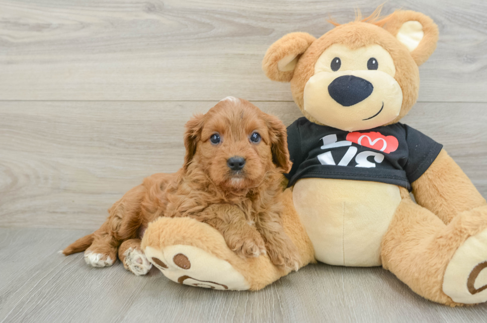 7 week old Cavapoo Puppy For Sale - Simply Southern Pups