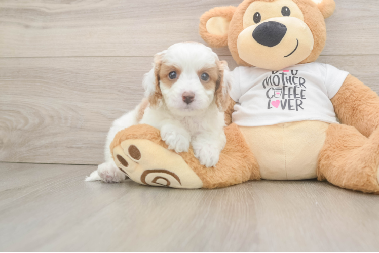 Hypoallergenic Cavadoodle Poodle Mix Puppy