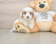 8 week old Cavapoo Puppy For Sale - Simply Southern Pups