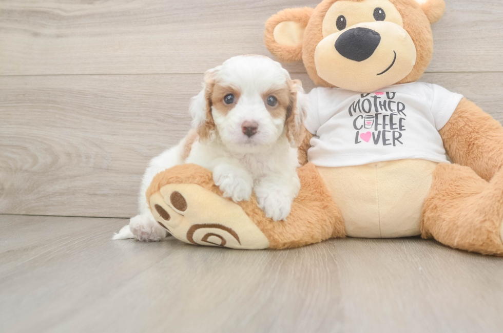 6 week old Cavapoo Puppy For Sale - Simply Southern Pups